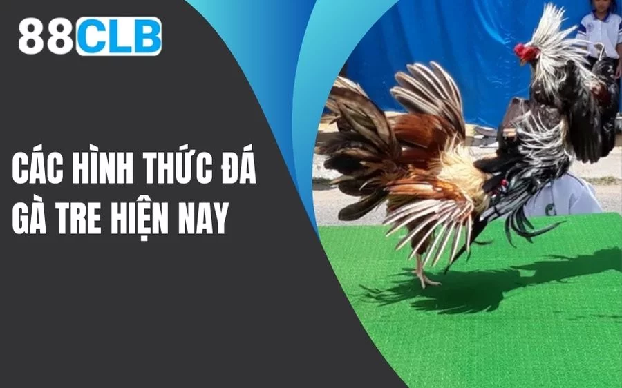 Các hình thức đá gà tre hiện nay
