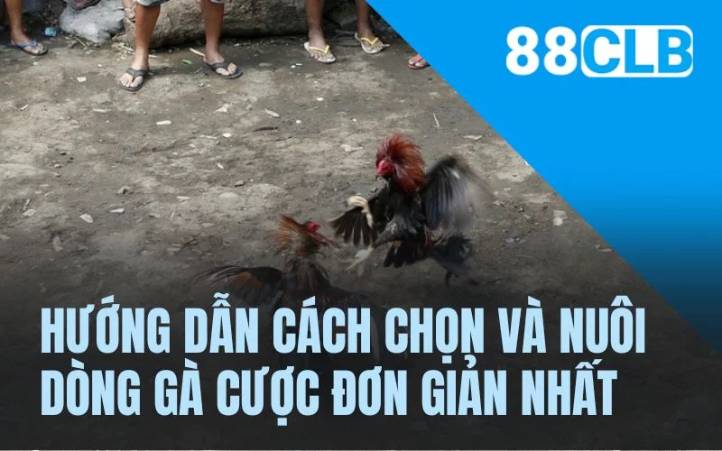 Hướng dẫn cách chọn và nuôi dòng gà cược đơn giản nhất