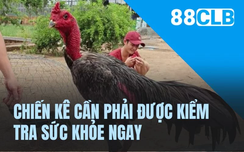 Chiến kê cần phải được kiểm tra sức khỏe ngay