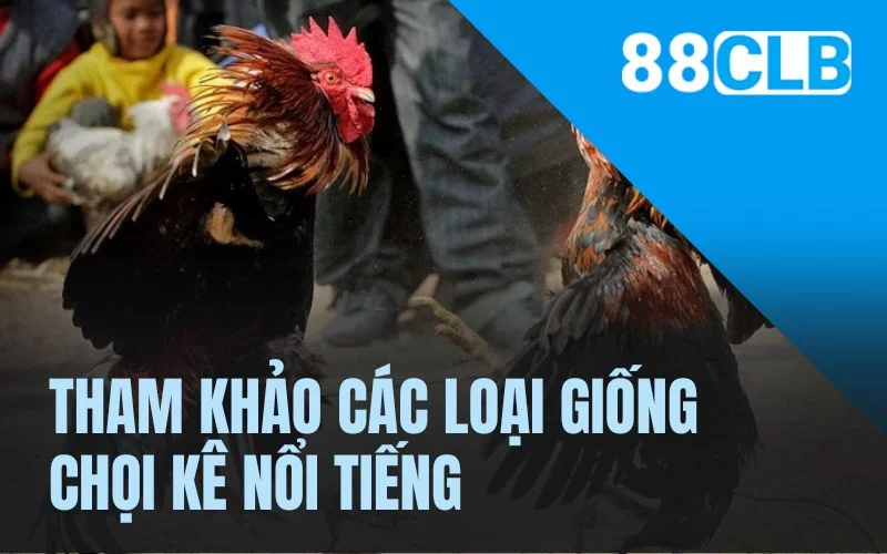 Tham khảo các loại giống chọi kê nổi tiếng