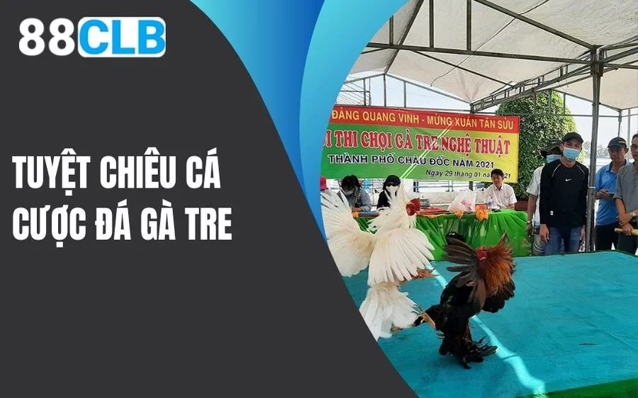 Tuyệt chiêu cược đá gà tre